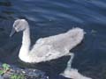 Young swan
